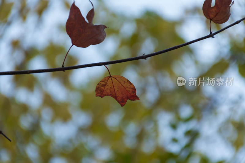 福州乌山历史风貌区秋景