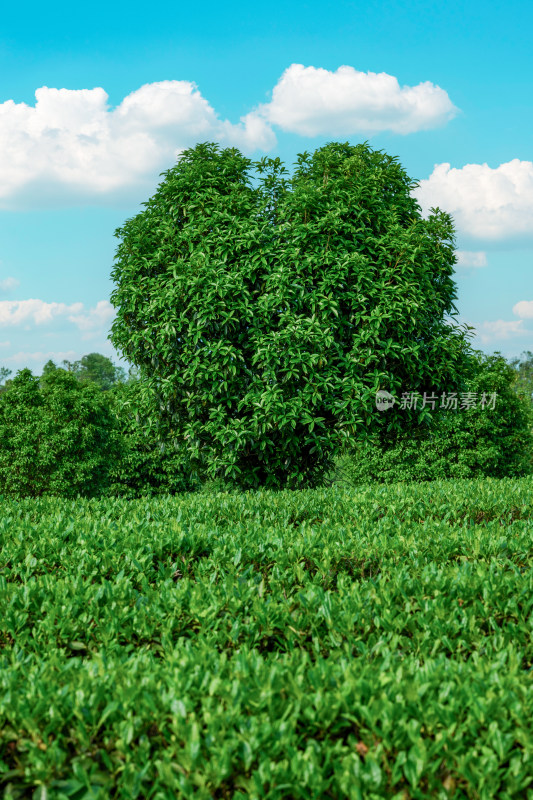 春天的长沙乌山茶场航拍