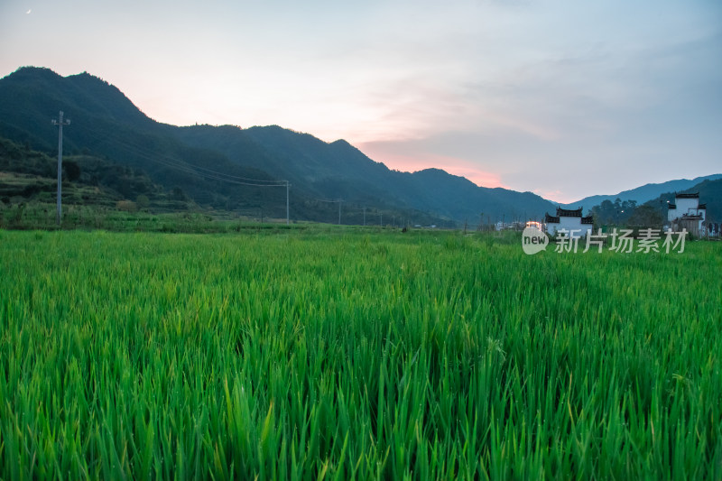 篁岭稻田日落的宁静之美