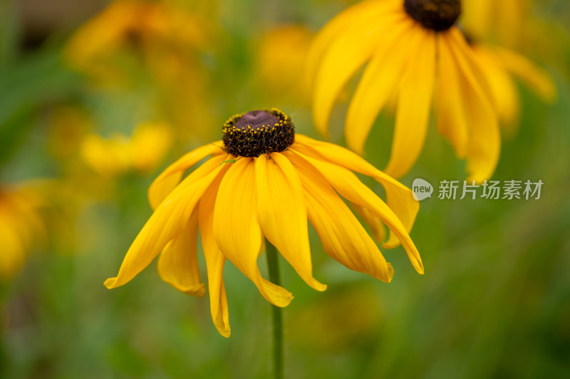 园艺植物黑心菊微距特写