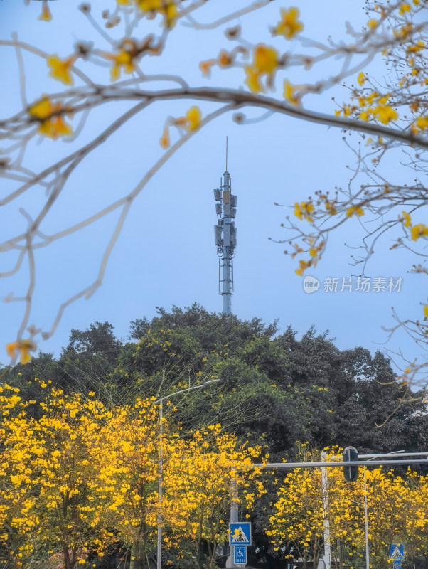 城市街道盛开黄花风铃木景象