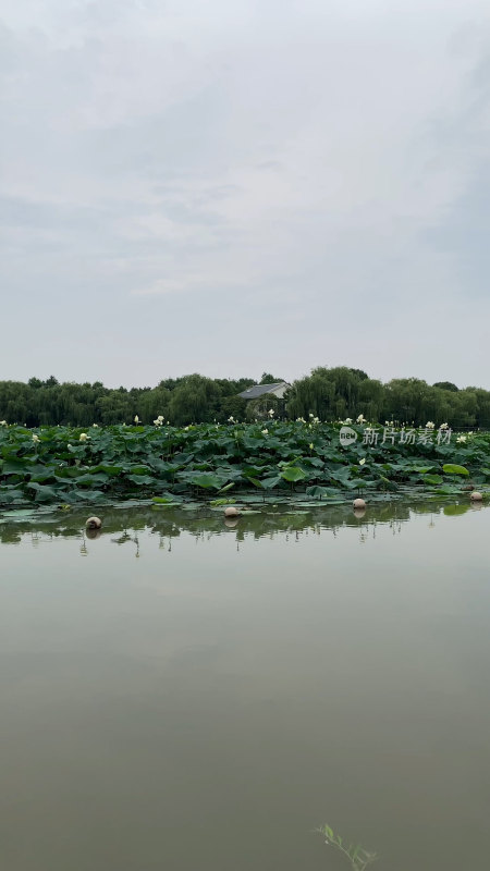 荷花池塘