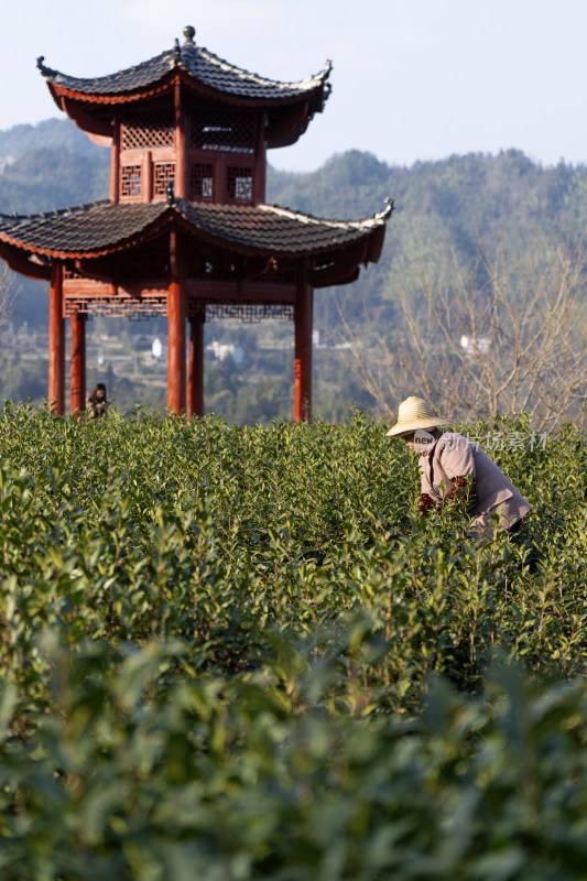 湖北利川兰田村茶农正在进行冬季茶园管理