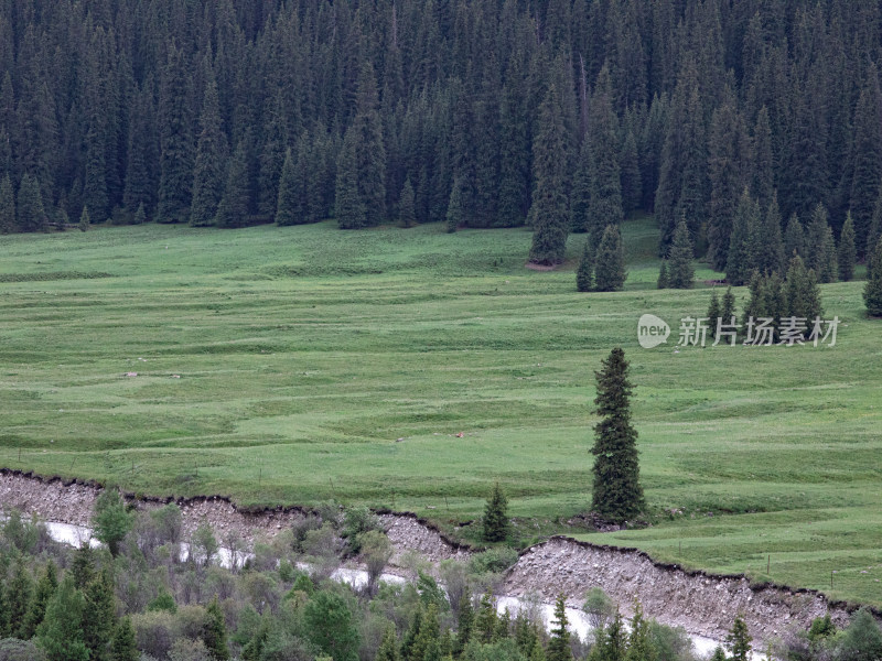 夏天新疆伊犁夏塔的草原森林河流的自然风景
