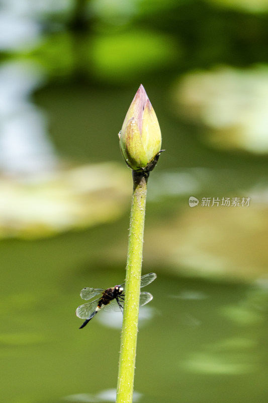 蜻蜓停驻荷花花苞