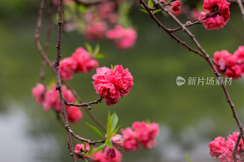 花港观鱼里娇艳盛开的红桃花枝近景特写