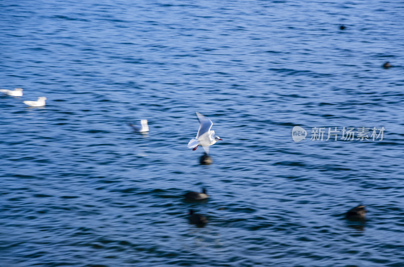 云南丽江泸沽湖海鸥水鸟野生动物