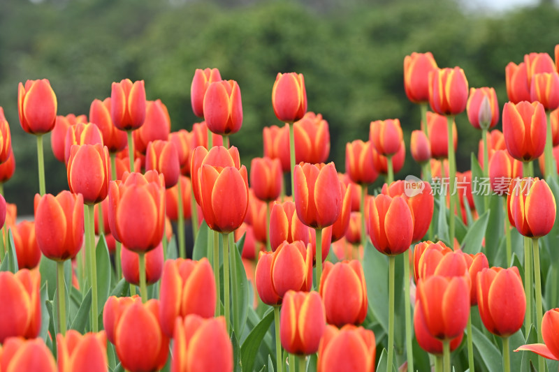 郁金香花海