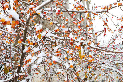 瑞雪落枝头