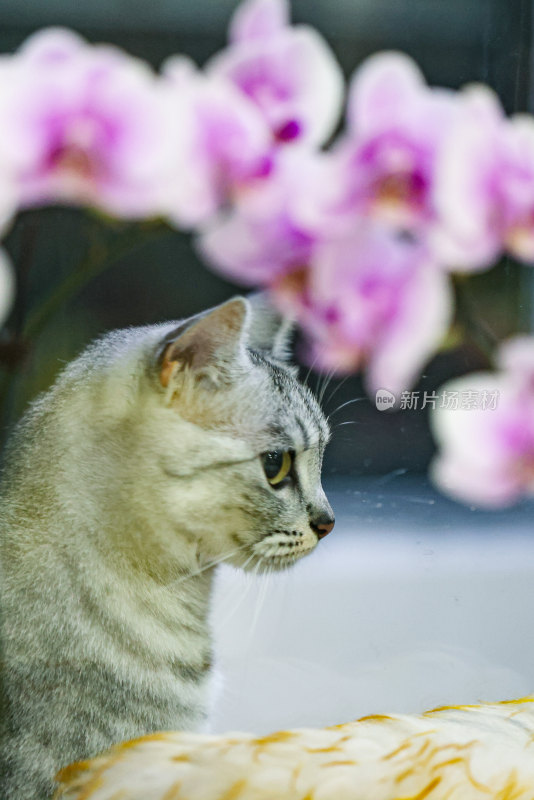 猫宠物动物