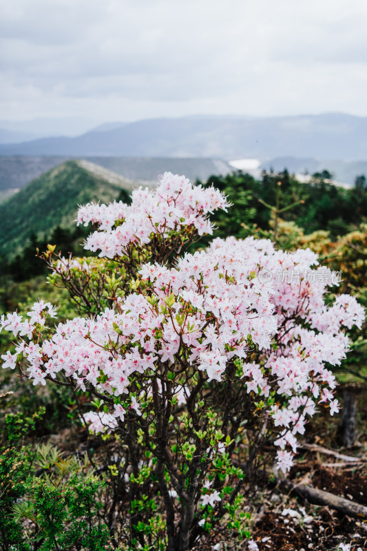 丽江玉龙雪山野生杜鹃花