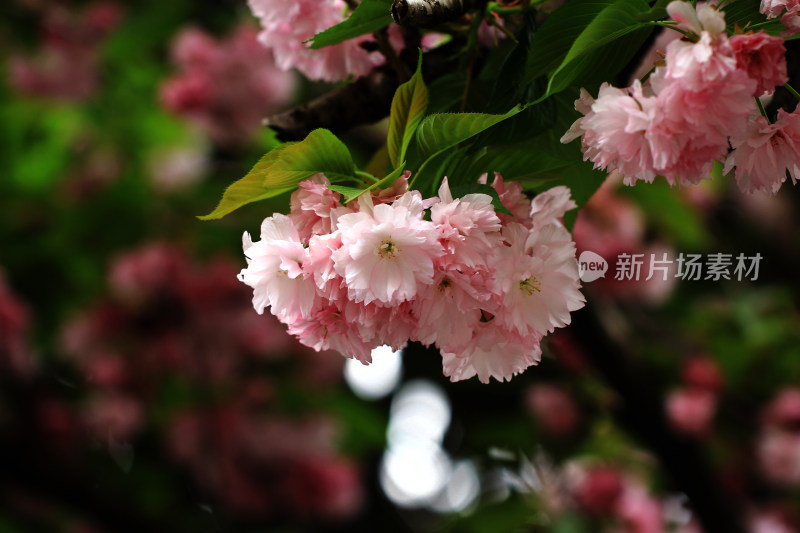 春天粉色樱花盛开