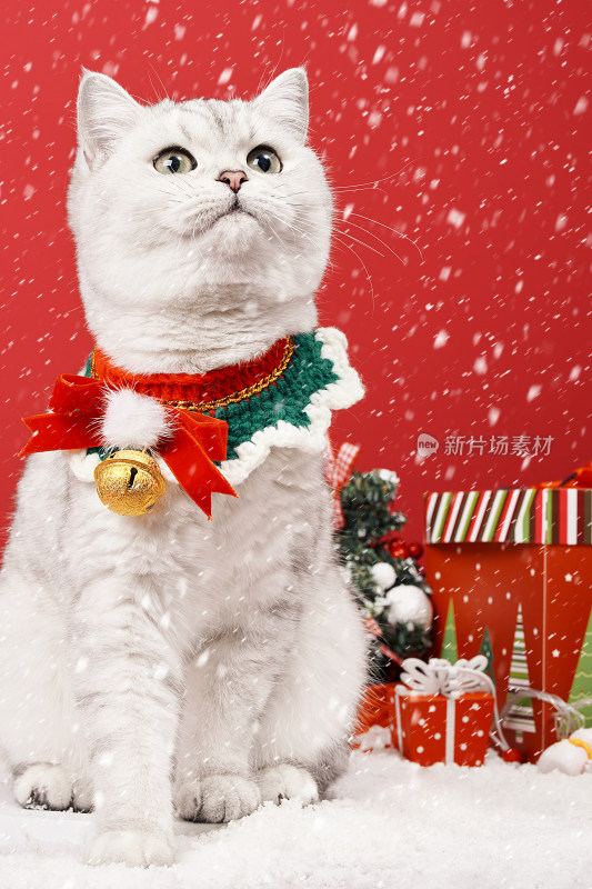 红色背景前可爱银渐层圣诞猫形象