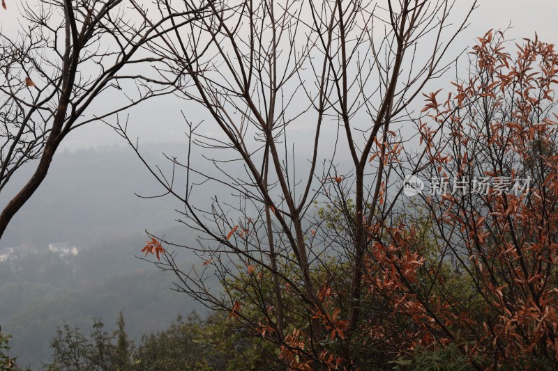 山林间枝叶与朦胧远景