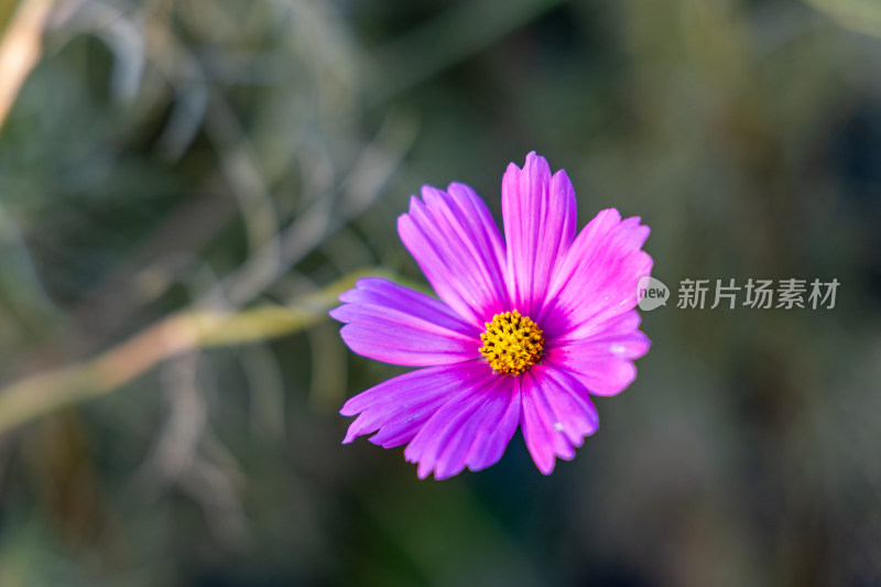 菊花、格桑花