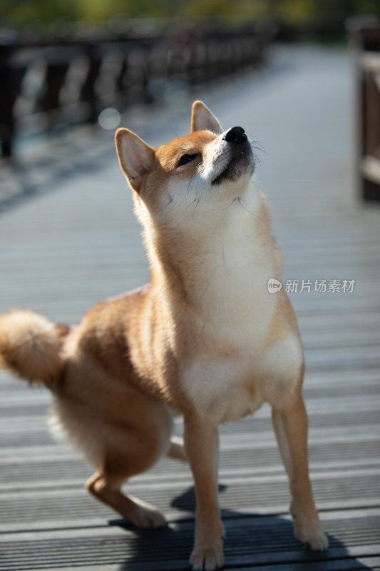 一只正在讨食的可爱柴犬