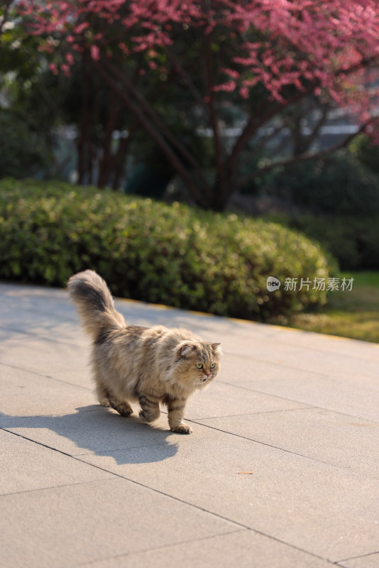 梅花树下的猫金吉拉