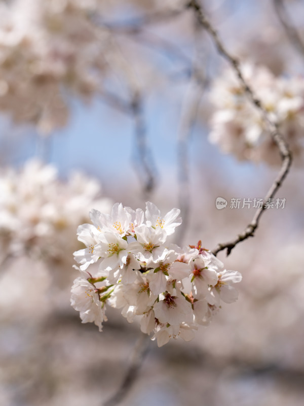 武汉东湖樱花园白色樱花盛开