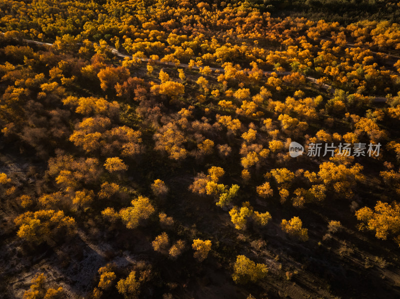 夕阳下的胡杨林