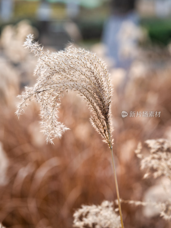 秋冬季节的芦苇特写