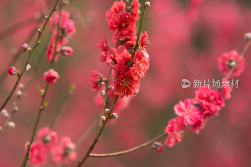 盛开的粉色桃花特写