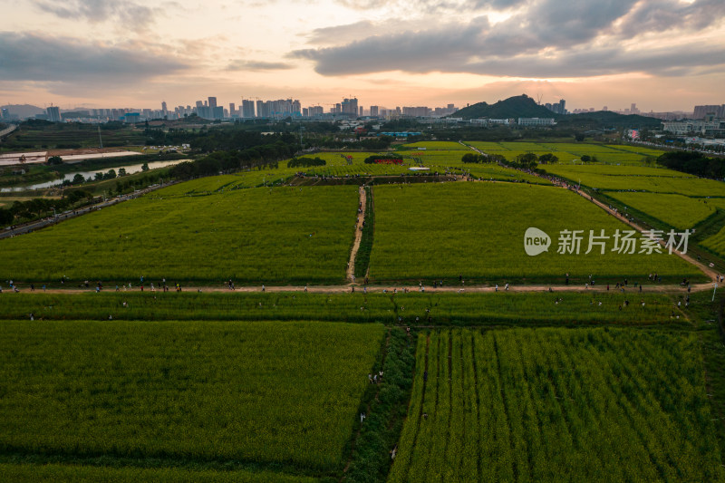 深圳光明小镇欢乐田园油菜花田