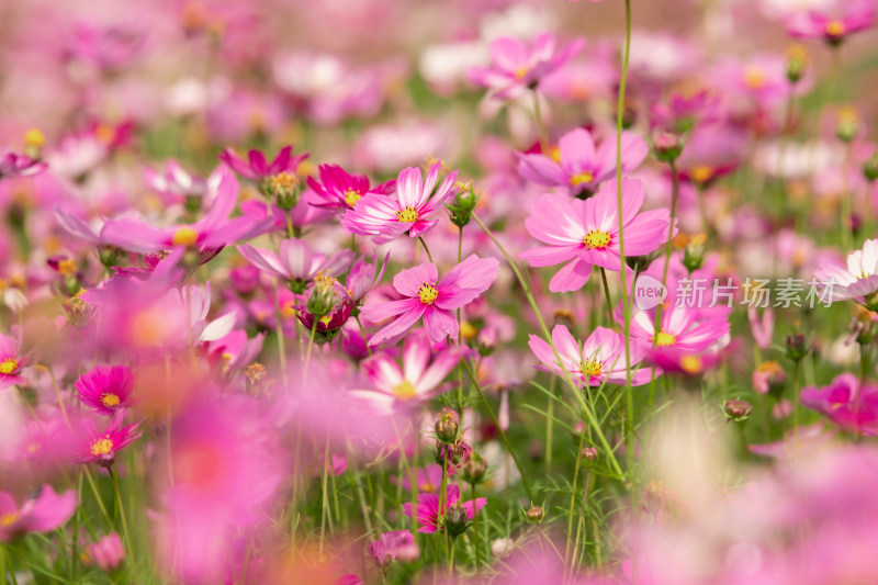 夕阳下的格桑花或波斯菊