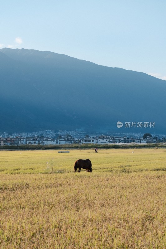 云南大理喜洲田野远山与乡村景象