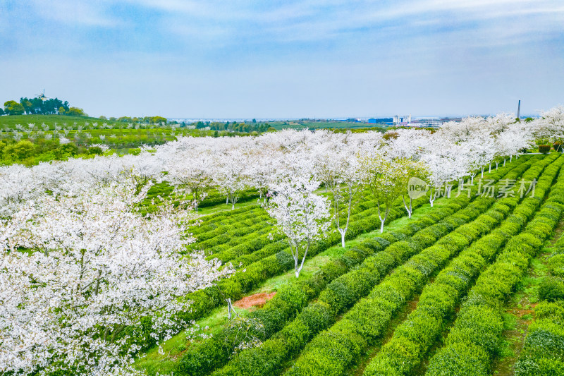 茶园茶山