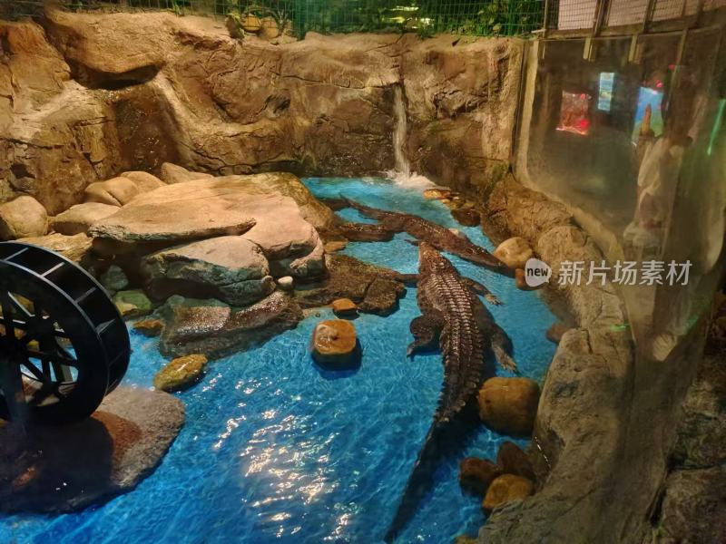 0鳄鱼、水族馆