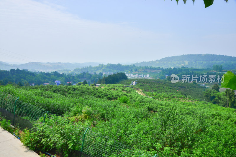 青花椒种植基地