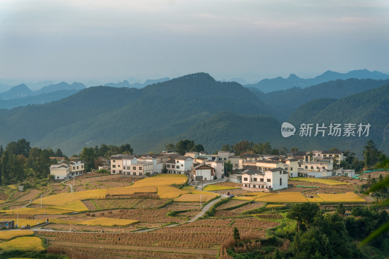 秋天贵阳高坡石门水稻梯田