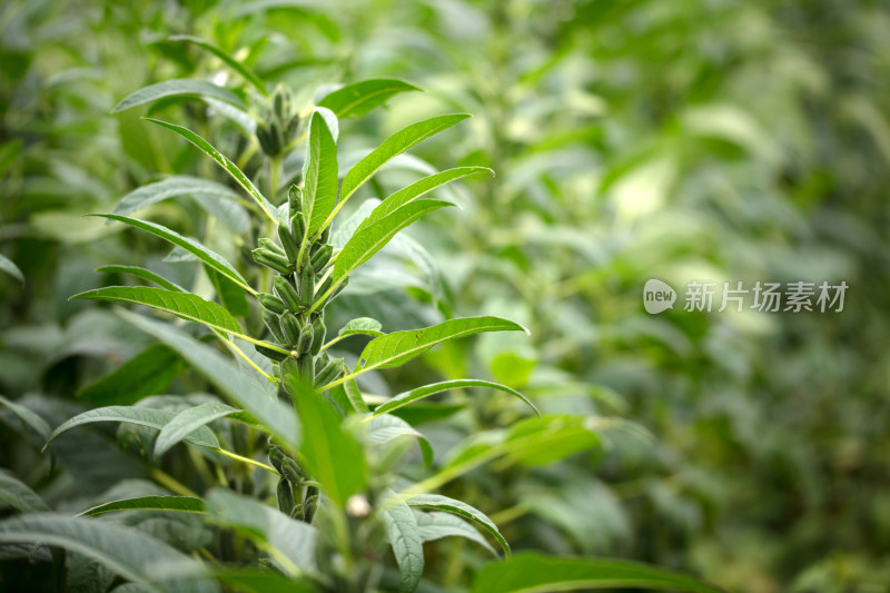 大面积种植的芝麻