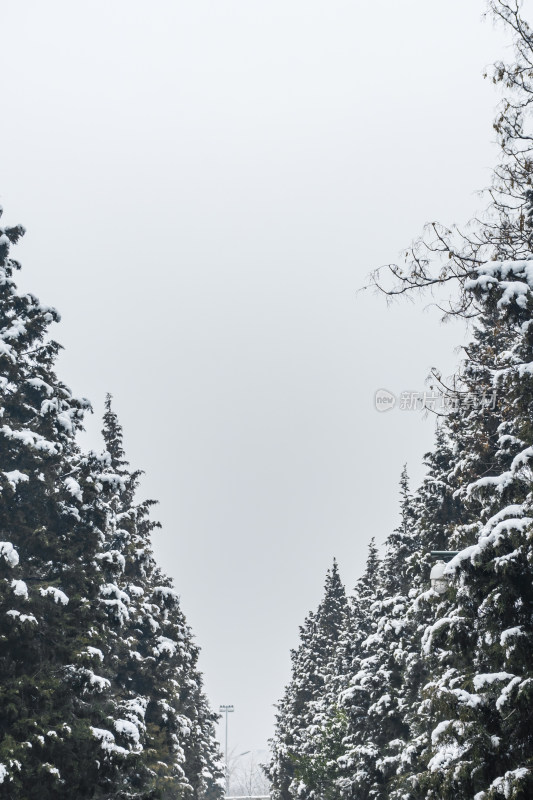 雪后的松树林景象