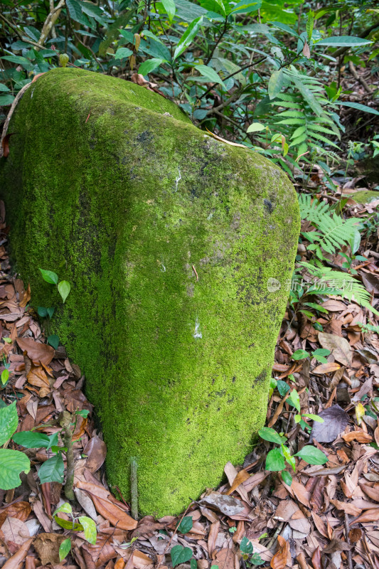 森林中长满青苔的石头