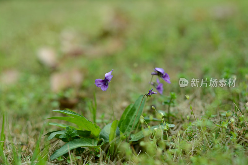 春景紫色的小花在草地上