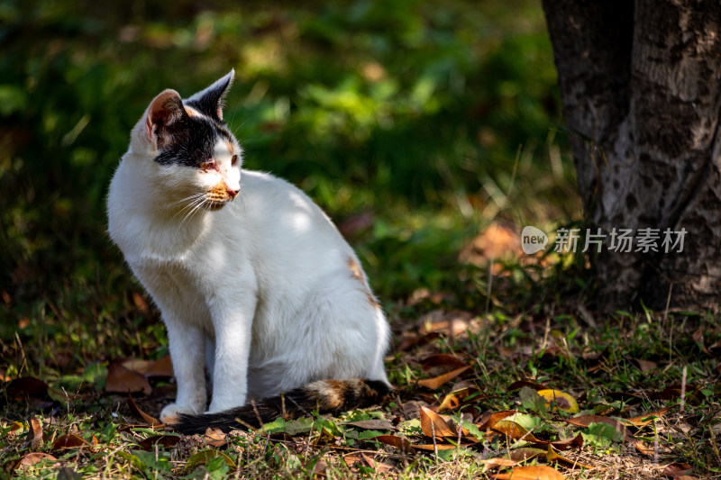 草地上坐着的三色猫