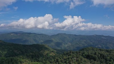 普洱景迈山茶山风光