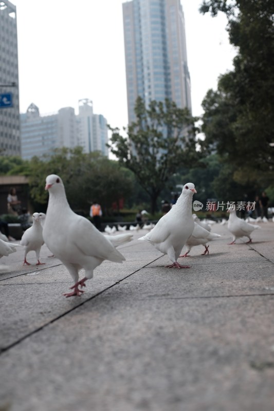 上海人民广场的和平鸽