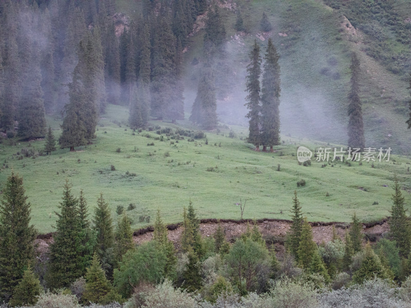 早晨雾气中的河流草原森林的自然风景