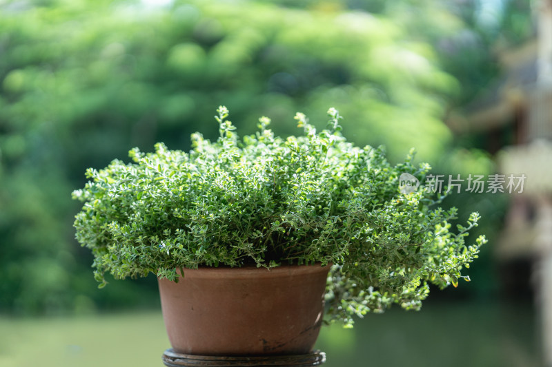 盆栽植物小叶冷水花特写