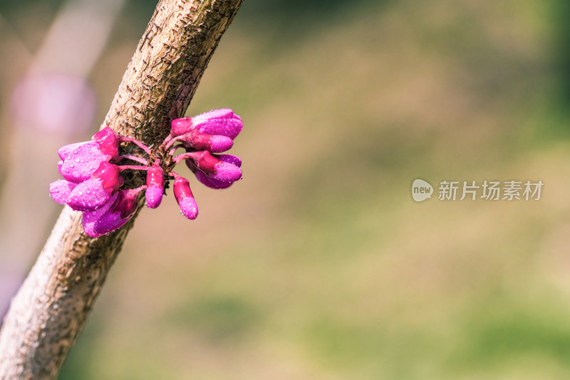 初春紫色樱花花苞特写