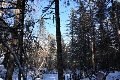 雪后森林景观，树木林立银装素裹