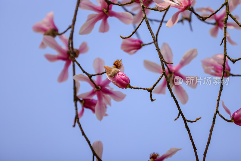 杭州植物园镇园之宝濒危物种天目玉兰