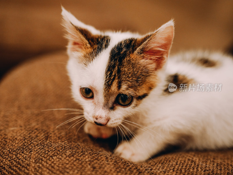 室内自在玩耍的三花小奶猫