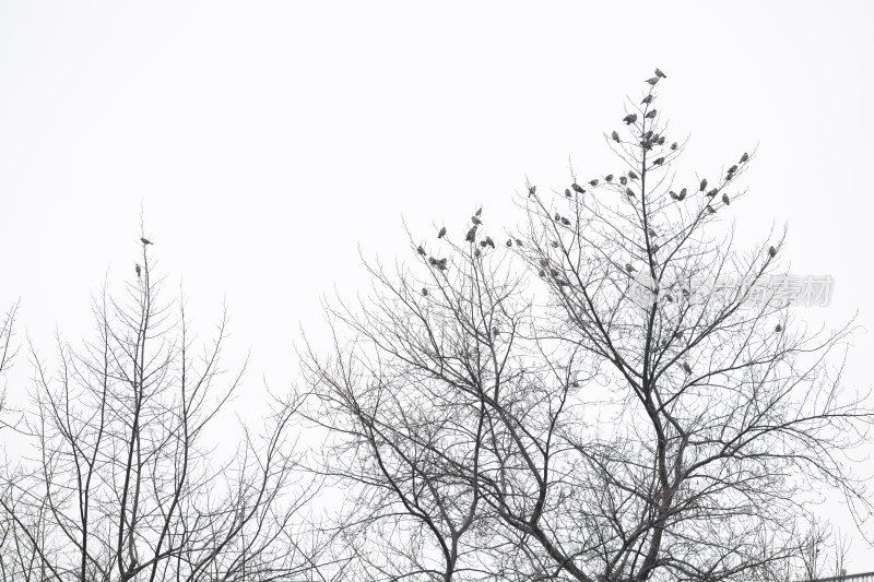 冬天树上停留许多小鸟