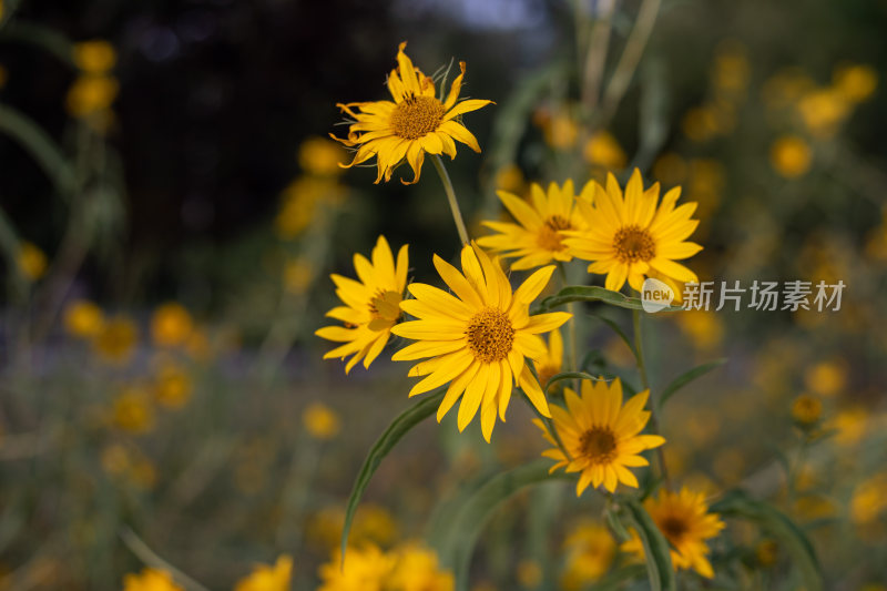 特写拍摄黄色小太阳花