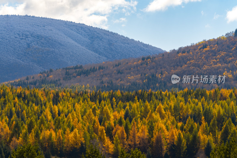 内蒙古山林秋景图，多彩树木与覆雪山峰相映