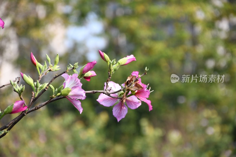 广东东莞：春光明媚 洋紫荆花开正盛