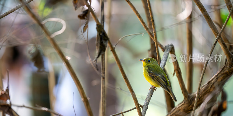 绿背姬鹟（Ficedula elisae）